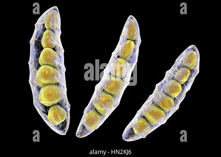 Computer-Darstellung der Konidien (asexuelle Sporen) aus einem Pilz Fusarium SP. Einige Fusarium-Pilze sind Krankheitserreger von Pflanzen und Menschen. Stockfoto