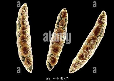 Computer-Darstellung der Konidien (asexuelle Sporen) aus einem Pilz Fusarium SP. Einige Fusarium-Pilze sind Krankheitserreger von Pflanzen und Menschen. Stockfoto