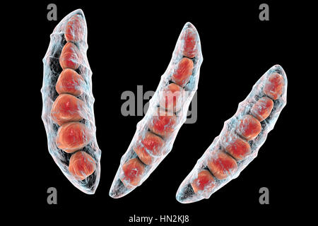 Computer-Darstellung der Konidien (asexuelle Sporen) aus einem Pilz Fusarium SP. Einige Fusarium-Pilze sind Krankheitserreger von Pflanzen und Menschen. Stockfoto