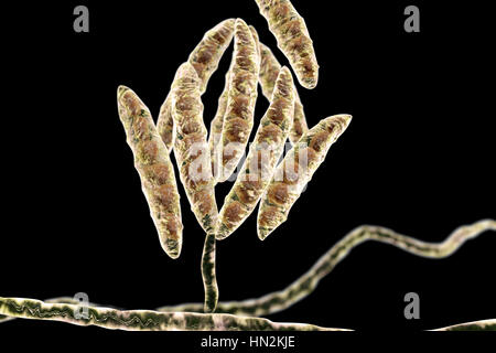 Computer-Darstellung der Konidien (asexuelle Sporen) aus einem Pilz Fusarium SP. Einige Fusarium-Pilze sind Krankheitserreger von Pflanzen und Menschen. Stockfoto