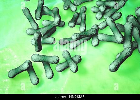 Corynebacterium Diphtheriae, Computer Bild. C. Diphtheriae ist ein Gram-positiven stäbchenförmige Bakterium, das die Krankheit Diphtherie verursacht. Diphtherie ist gekennzeichnet durch die Bildung von Fibrin-haltigen Membranen auf Mandeln und die Oberfläche der Atemwege, Atemwege Obstruktion (Schwierigkeiten bei der Atmung) führen kann. C. Diphtheriae produziert eine Toxin, die das Herz, das Nervensystem und die Nieren betrifft. Stockfoto