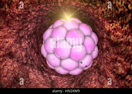 Abbildung eines menschlichen mehrzelligen Embryos. Stockfoto