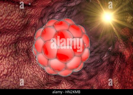 Abbildung eines menschlichen mehrzelligen Embryos. Stockfoto