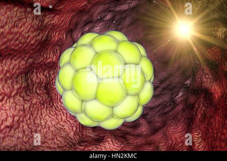 Abbildung eines menschlichen mehrzelligen Embryos. Stockfoto