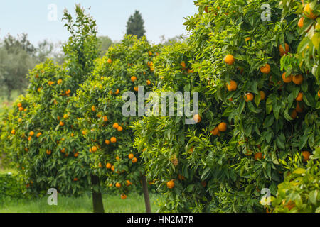 Orangenbäume im Obstgarten Stockfoto