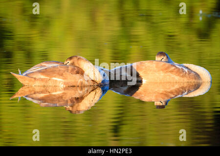 Stumm schalten Sie Schwan (Cygnus Olor) Jungtiere ruht auf dem Wasser. Niederschlesien. Polen. Stockfoto