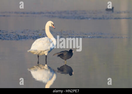 Höckerschwan (Cygnus Olor) und gemeinsame Blässhuhn (Fulica Atra) stehend auf dem Wasser. Niederschlesien. Polen. Stockfoto