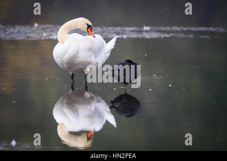 Stumm schalten Sie Schwan (Cygnus Olor) stehend auf dem Wasser. Niederschlesien. Polen. Stockfoto