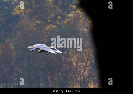 Mute Schwan (Cygnus Olor) Erwachsene und Jugendliche auf der Flucht. Niederschlesien. Polen. Stockfoto