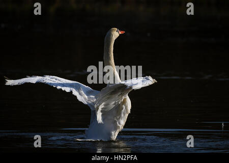 Höckerschwan (Cygnus Olor) schütteln Federn. Niederschlesien. Polen. Stockfoto