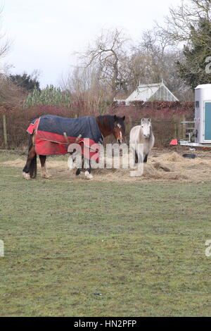 zwei Pferde tragen Mäntel stehen in einem Feld Essen Heu und Stroh Stockfoto