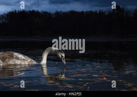 Höckerschwan (Cygnus Olor), juvenile Fütterung auf Wasser in der Dämmerung. Niederschlesien. Polen. Stockfoto