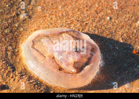 Quallen am Strand unter der Sonne Stockfoto