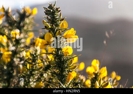 Blühender Ginster Busch Pflanze Ulex Europaeus mit leuchtend gelben Blüten Stockfoto