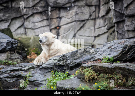 Eisbär - echte und große Tiere ganz in der Nähe. Wandern in den Zoo von Berlin. Stockfoto