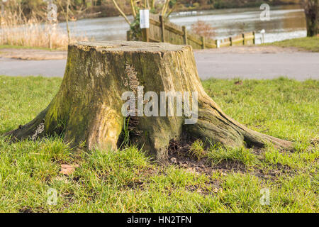 Alten Baumstumpf von geschnittenen Baum im Park, voller Pilze und kleine Moos in vertikalen. Einige Wurzeln zeigen über dem Boden. Stockfoto