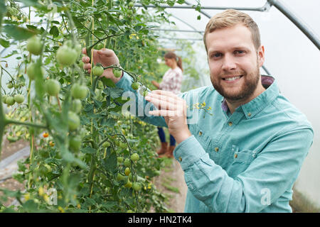 Landwirt Check-Tomatenpflanzen im Gewächshaus Stockfoto