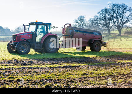 Muckspreading in der Nähe von Irthington, Cumbria UK Stockfoto