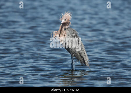 Rötliche Silberreiher in Florida, USA Stockfoto