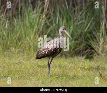 Limpkin in Naples, Florida Stockfoto