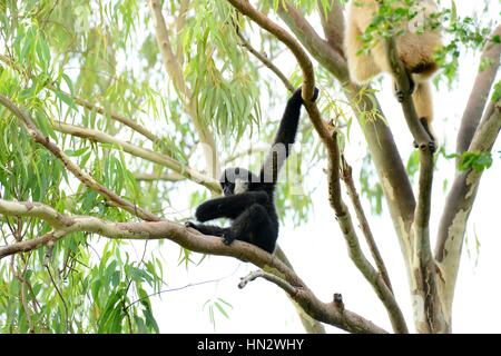 schöne weiße-cheeked Gibbon (Hylobates Concolor) auf Ast Stockfoto