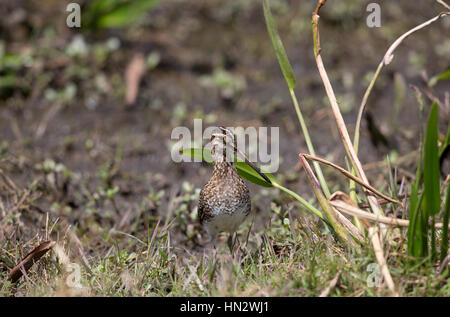 Wilsons Snipe (Gallinago Delicata) an einem See Rand Joe Overstreet Road, Florida, USA Stockfoto