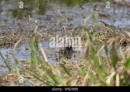 Wilsons Snipe (Gallinago Delicata) an einem See Rand Joe Overstreet Road, Florida, USA Stockfoto