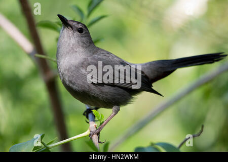 Graue Catbird (Dumetella Carolinensis) an Stockfoto