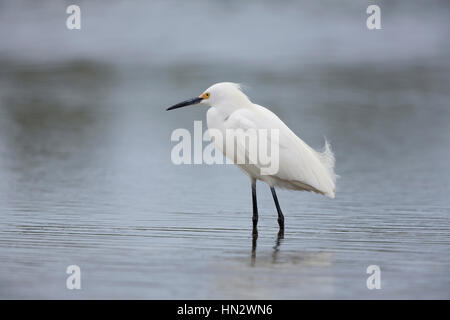 Snowy Silberreiher (Egretta unaufger) in Florida Stockfoto