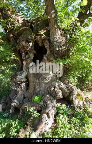 Flatterulme, flacher-Verbindung, Verbindung, Flatterrüster, Uralter Baum Mit Baumhöhlen, Baumhöhle, Ulmus Laevis, Ulmus Effusa, Europäische weiße Ulme, flattern Elm Stockfoto