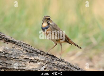 schöne männliche Blaukehlchen (Luscinia Svecica) in Thailand Stockfoto