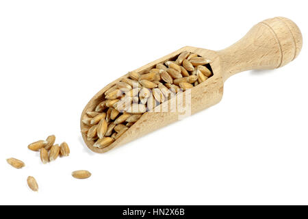 hölzerne Schaufel mit Weizenkörnern isoliert auf weißem Hintergrund Stockfoto