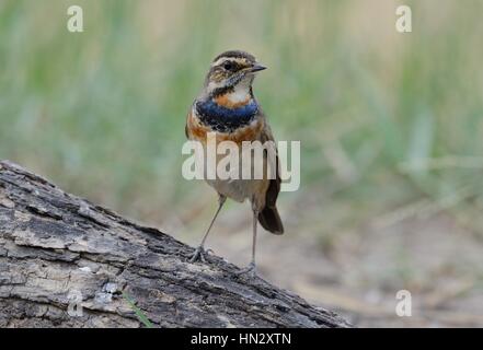 schöne männliche Blaukehlchen (Luscinia Svecica) in Thailand Stockfoto