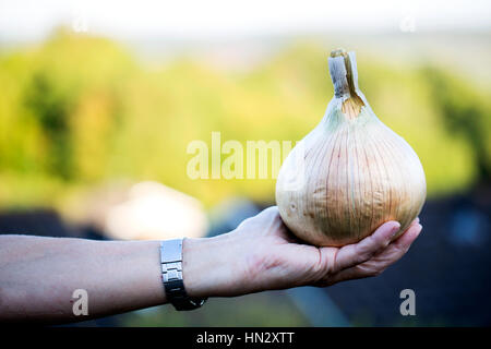 Eine Frau hält eine große, selbst angebaute braune Zwiebel, Allium cepa, in ihrer Handfläche. Das Zwiebelgemüse wurde im Garten der Frau angebaut Stockfoto