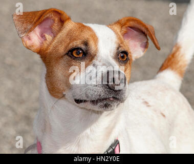 Adorable weißen und braunen kleinen Hund Kopfschuss ganz nah draußen in der Sonne Stockfoto