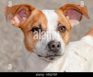 Adorable weißen und braunen kleinen Hund Kopfschuss ganz nah draußen in der Sonne Stockfoto