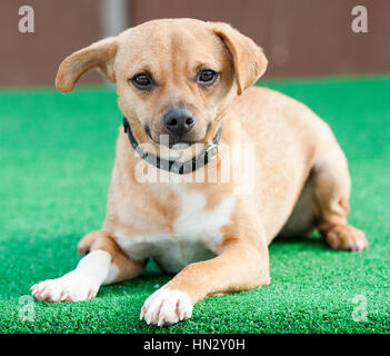 Bezauberndes kleines Tan chihuahua kombiniert Nahaufnahme mit Kamera mit einem Ohr und einem Ohr unten. Weiße Pfoten Stockfoto