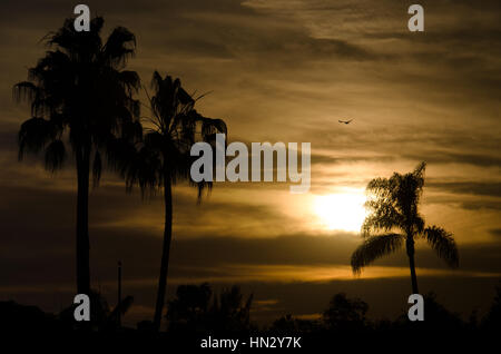 Schönen Sonnenuntergang in der Nähe der Stadt Strände in San Diego, Kalifornien, mit Palmen und eines Vogels Formen. Stockfoto