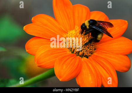 Bumblebee sammeln Nektar aus schönen orange Dahlie Blüte. Stockfoto