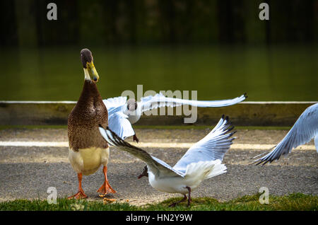 Neugierig Ente gehen unter den aktiven Möwen durch einen Pfad im Hyde Park Stockfoto