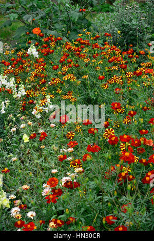 Wilde und bunte Pflanzung von Tagetes Tagetes Stockfoto