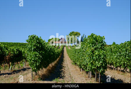 Weinberg, Landwirtschaft, Wein, Landschaft, grün, Land, Feld, Ernte, ländlich, Rebe, Weingut, Land, Bordeaux Weinberg, Weinrebe, Weintraube, frankreich Stockfoto