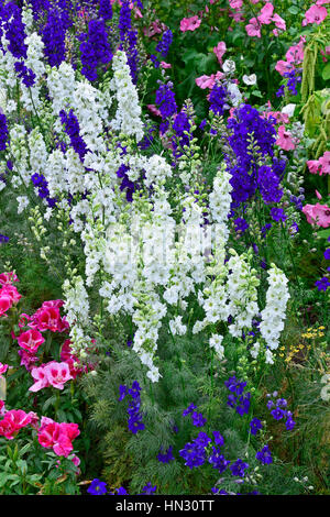 Bunte Blumenwiese mit gemischten Bepflanzung mit einem Display von Rittersporn, Stockfoto