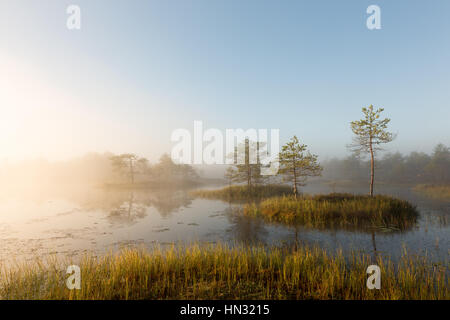 Nebliger Morgen im Moor Stockfoto