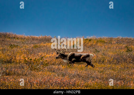 27. August 2016 - Bull Caribou Fütterung auf Tundra im Inneren des Denali Nationalpark, Alaska Stockfoto