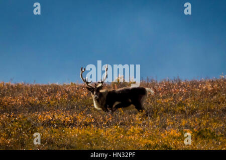 27. August 2016 - Bull Caribou Fütterung auf Tundra im Inneren des Denali Nationalpark, Alaska Stockfoto