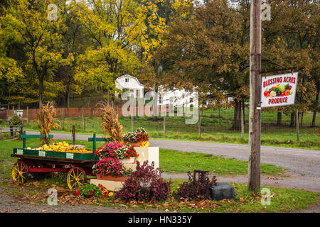 Die Segen Acres Farm produzieren Blumenpracht in der Nähe von Berlin, Ohio, USA. Stockfoto