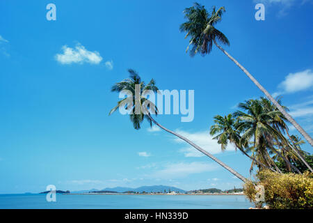 Kokospalmen am Bo Phut Küste, die Insel Koh Samui, Suratthani, Thailand Stockfoto