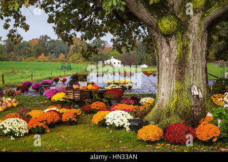 Die Segen Acres Farm produzieren Blumenpracht in der Nähe von Berlin, Ohio, USA. Stockfoto