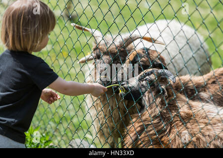 Kleines Mädchen füttert die Lämmer hinter Zaun im sonnigen Tag Stockfoto